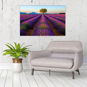 Tablou - Câmp de lavandă (90x60 cm)