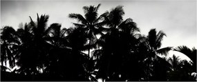 Tablou alb negru - palmieri (120x50 cm)