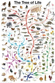 Poster Evolution - The Tree of Life