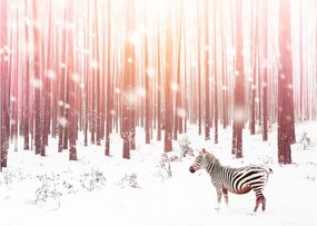 Tablou pe sticlă - Zebra în pădurea înzăpezită (70x50 cm)