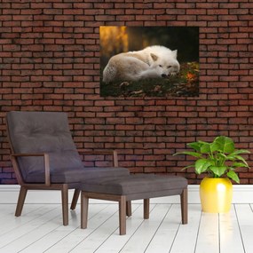 Tablou pe sticlă - Lupul care se odihnește (70x50 cm)