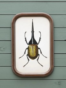 Set 9 tablouri cu insecte, cu rama din lemn de pin, Insects