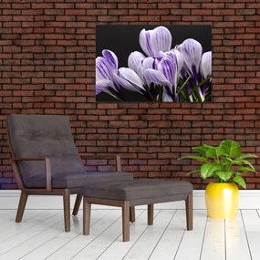 Tablou - Crocus violet (90x60 cm)