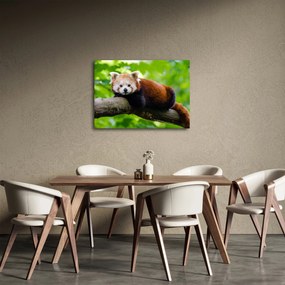 Tablou cu panda roșie (70x50 cm)