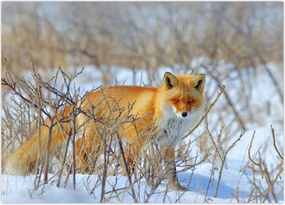 Tablou - Vulpe (70x50 cm)