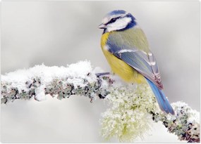 Tablou - Pițigoi (70x50 cm)