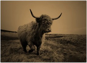 Tablou - Vacă scoțiană pe fugă (70x50 cm)
