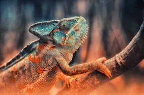 Fotografie chameleon, Detlef Knapp