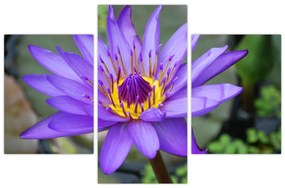 Tablou - Floare violet (90x60 cm)