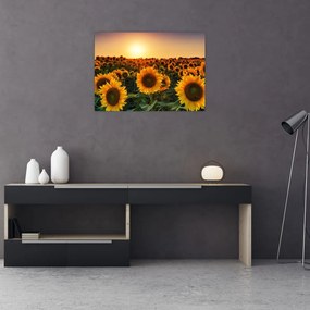 Tablou pe sticlă - Floarea soarelui (70x50 cm)