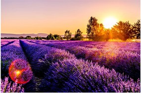 Tablou cu câmp de lavanda (90x60 cm)