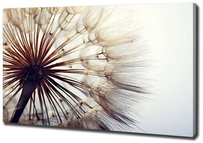 Tablou pe pânză canvas Păpădie