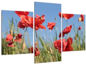 Tablou - Maci (90x60 cm)