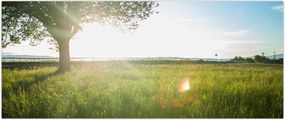Tablou - Copac în câmp (120x50 cm)