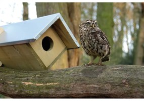 Căsuță pentru bufnițe din lemn – Esschert Design