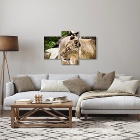 Tablou cu leoaică (90x60 cm)