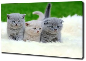 Imprimare tablou canvas Trei pisici pe o pătură