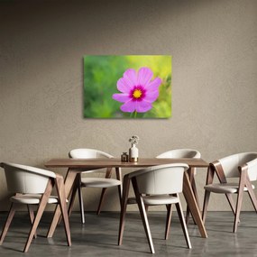 Tablou pe sticlă - floare de câmp (70x50 cm)