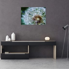 Tablou pe sticlă cu păpădie desflorit (70x50 cm)