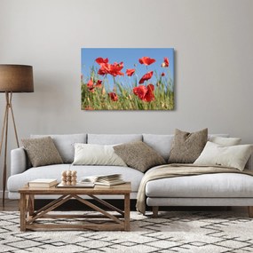 Tablou - Maci (90x60 cm)
