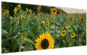 Tablou - Câmpul de floarea-soarelui II. (120x50 cm)
