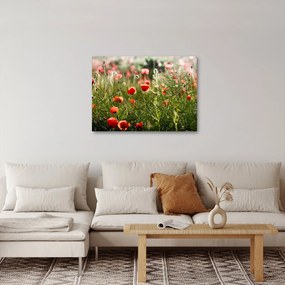 Tablou cu maci (70x50 cm)