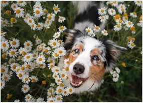 Tablou - Ciobănesc australian (70x50 cm)