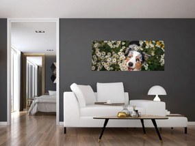 Tablou - Ciobănesc australian (120x50 cm)