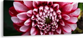 Tablou cu dalie roz (120x50 cm)