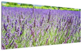 Tablou - Lavandă în câmp (120x50 cm)