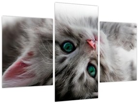 Tablou - Pisica cu ochi verzi (90x60 cm)