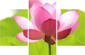 Tablou cu flori de lotus (90x60 cm)