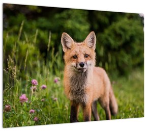 Tablou cu vulpe (70x50 cm)
