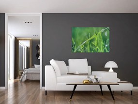 Tablou cu picături de rouă (90x60 cm)