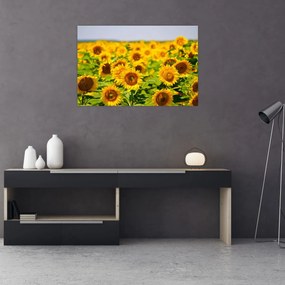 Tablou - Floarea-soarelui (90x60 cm)