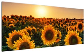 Tablou - Floarea soarelui (120x50 cm)