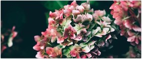 Tablou - Hortensie (120x50 cm)