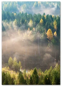 Tablou pe pe sticlă Ceață peste pădure