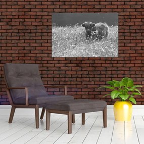 Tablou - Vacă scoțiană 5,alb-negru (90x60 cm)