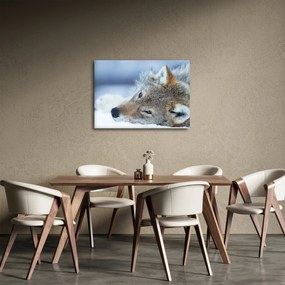 Tablou - Lup (70x50 cm)