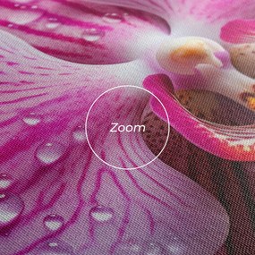 Tablou Canvas, 50x100cm, Dormitor si Living, Flori, Orhidee, Pretty Orchid After Rain