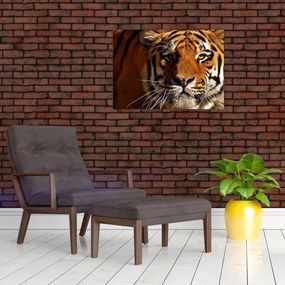 Tablou pe sticlă cu tigrul (70x50 cm)