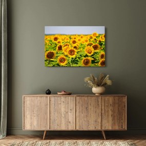 Tablou - Floarea-soarelui (90x60 cm)