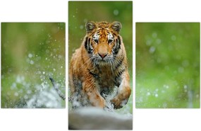 Tablou - Tigru care aleargă (90x60 cm)