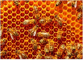 Tablou - Fagure de miere (70x50 cm)