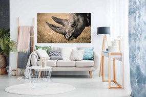 Tablou canvas rinocer - 40x30 cm