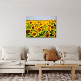 Tablou - Floarea-soarelui (70x50 cm)