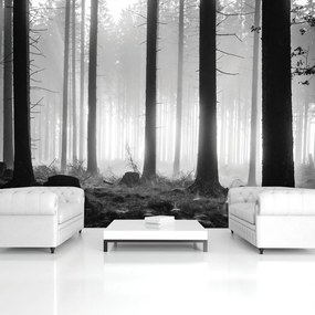Fototapet - Copaci (152,5x104 cm)