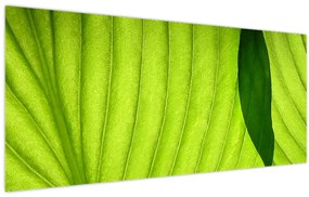 Tablou - Detaliu de frunză verde (120x50 cm)