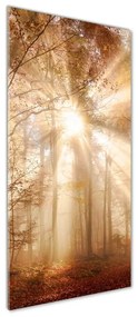 Fotografie imprimată pe sticlă pădure în toamna